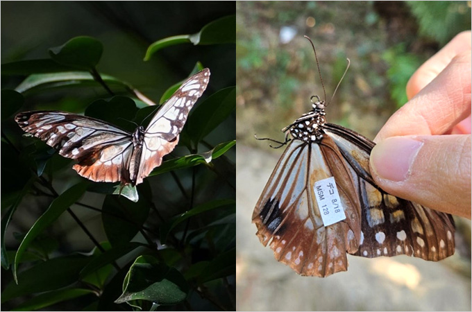 Chestnut Tiger Butterfly’s New Record 3,000km Flight from Japan to Hong Kong