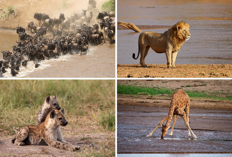 East-Africa Wildlife